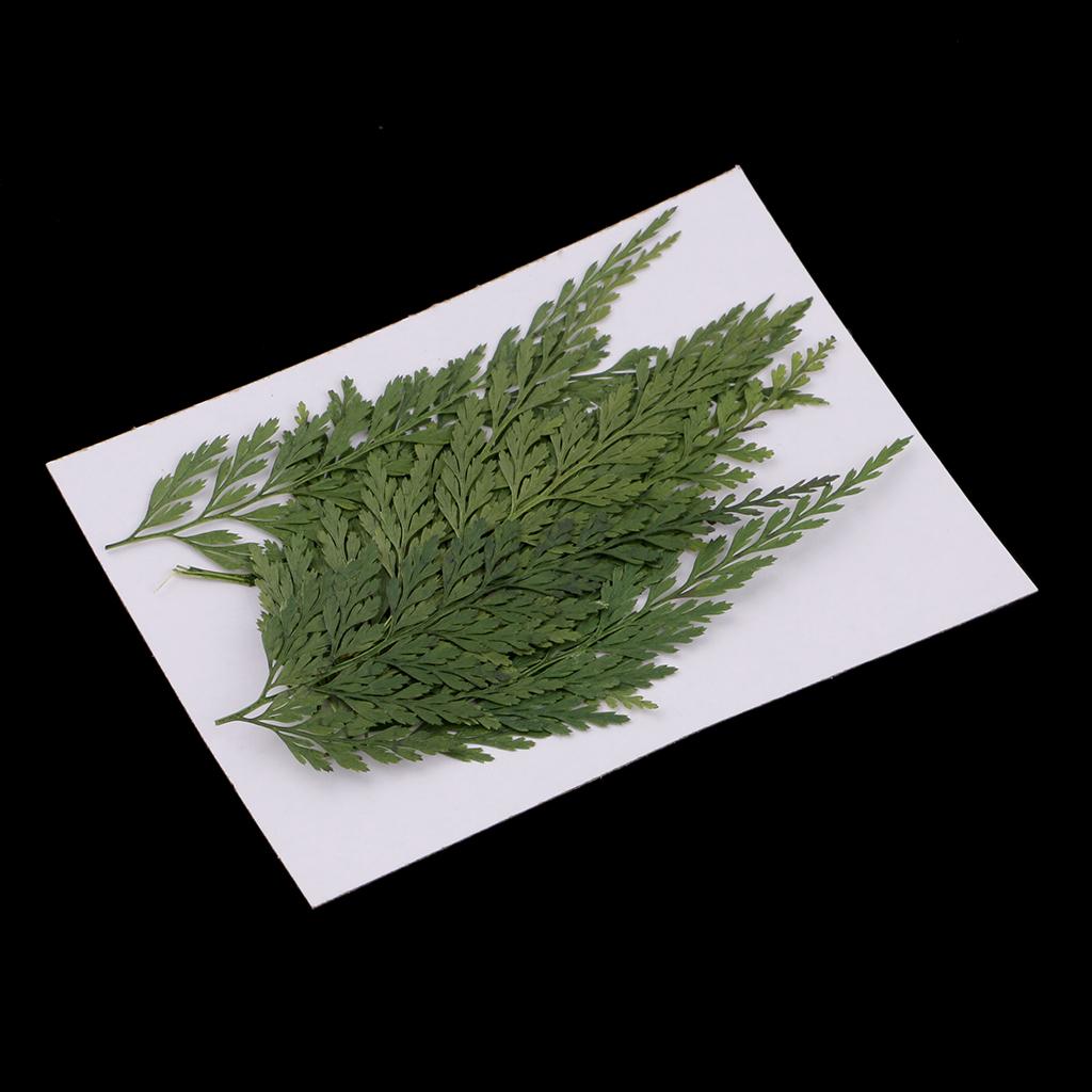 Dried Flower Bulk - Hojas y Flores Naturales Prensadas Decorativas