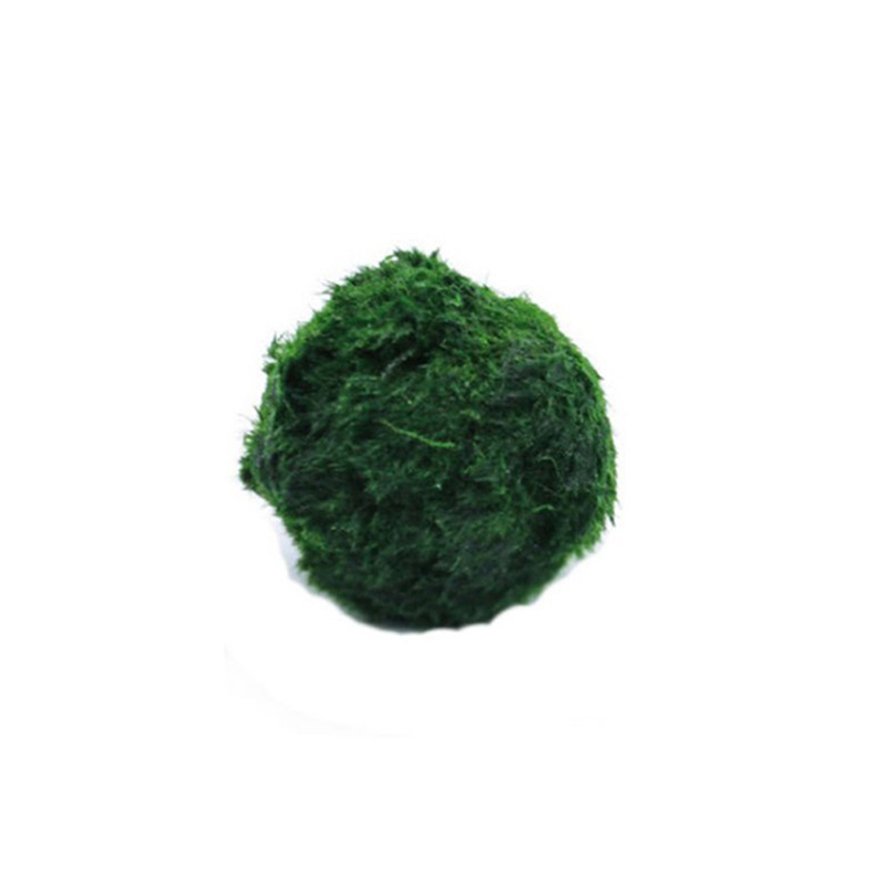 Terrarium Moss Art - Bolas de Musgo Marimo Vivas de