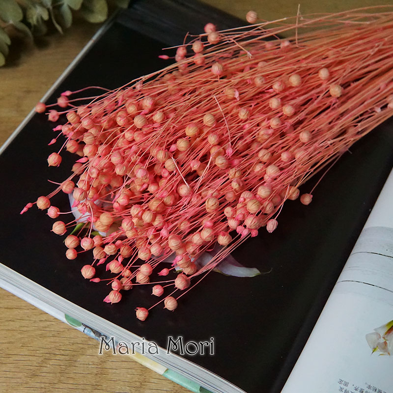 35g/Ormosia Hosiei conservada  - Dried Flower Bulk reseña y precio