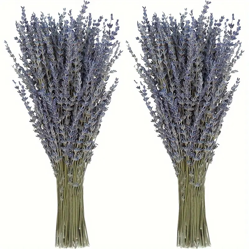 200 Piezas/Ramo de Flores Seca - Dried Flower Bulk reseña y precio