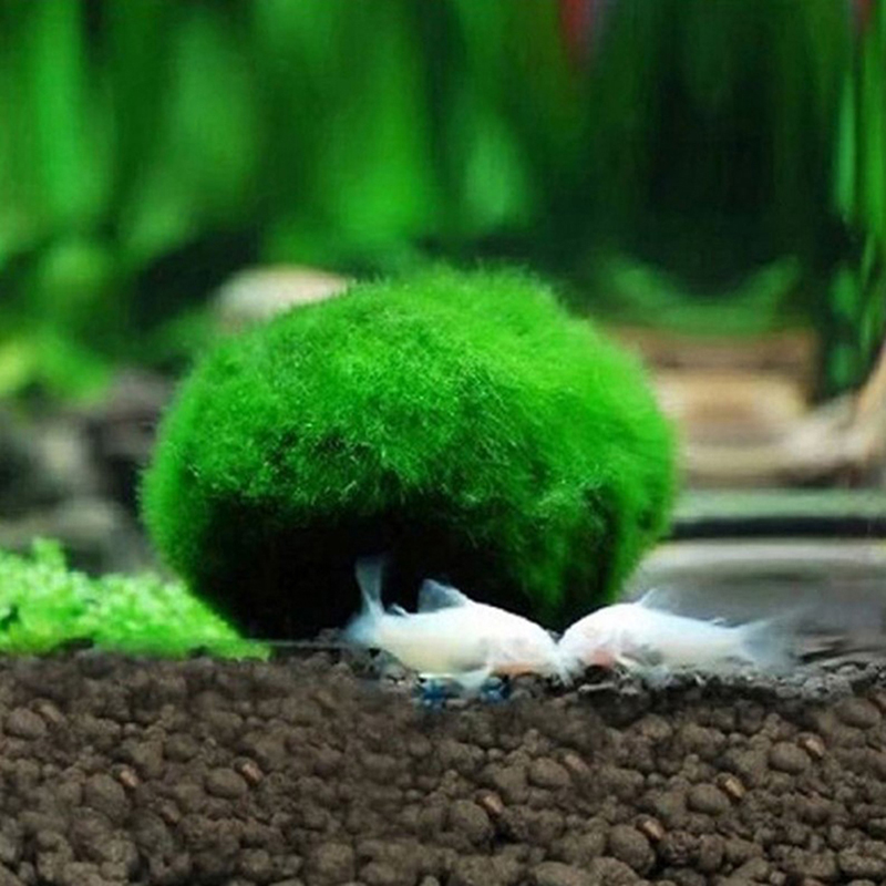 Bola de Musgo Marimo Artificia - Terrarium Moss Art reseña y precio