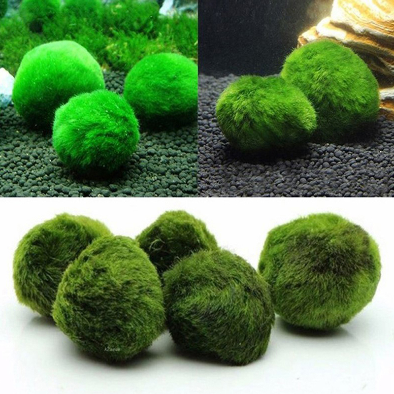 Bolas de Musgo Marimo Vivas de - Terrarium Moss Art reseña y precio