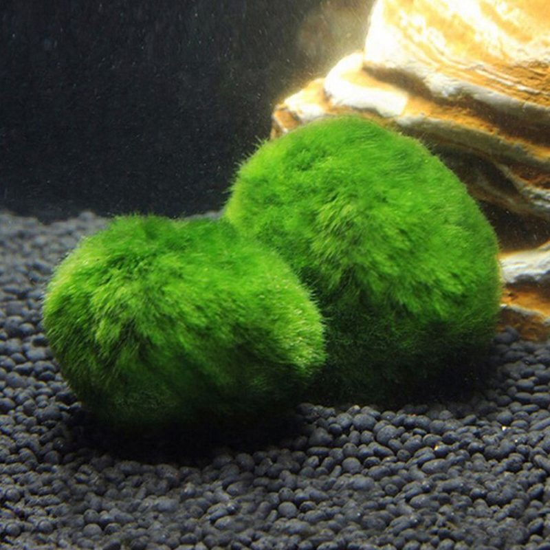 Bolas de Musgo Marimo Vivas de - Terrarium Moss Art reseña y precio